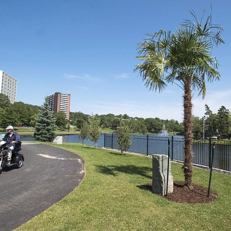 Harsh winters put an end to Halifax palm tree experiment begun in 2018
